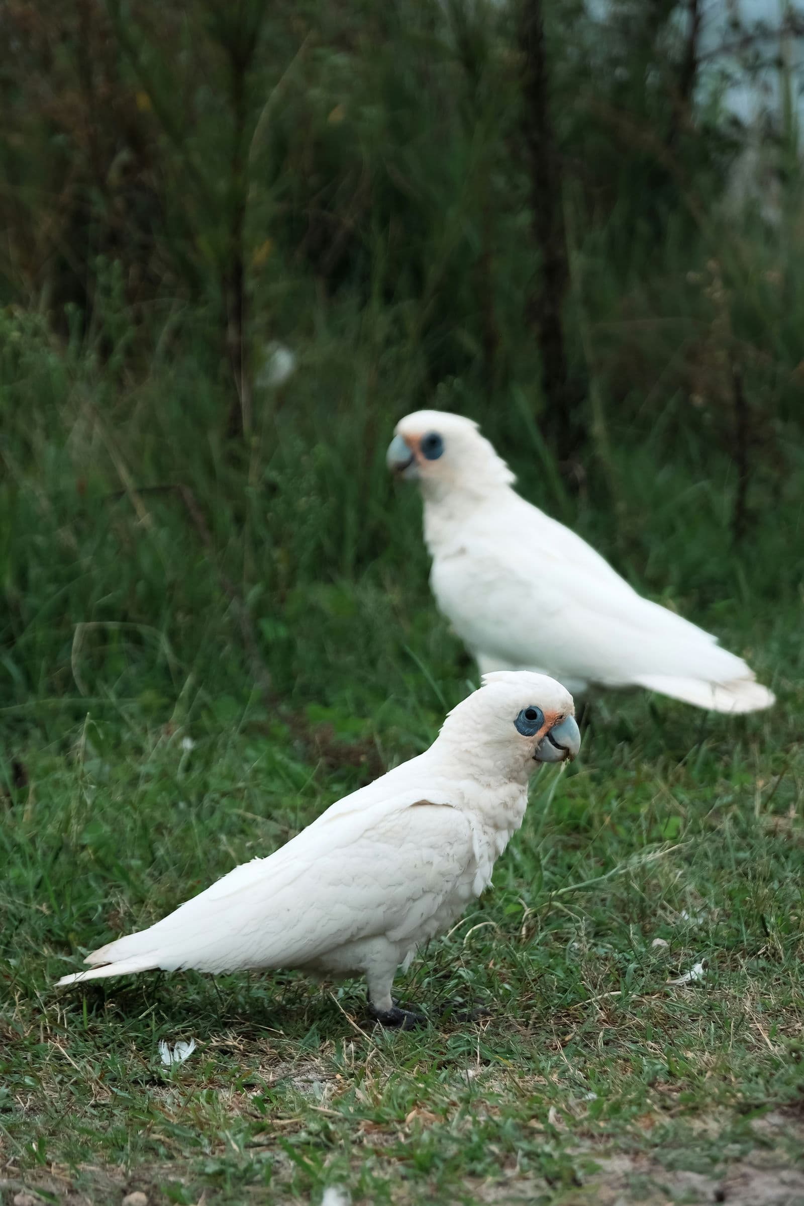 Solomons Corella