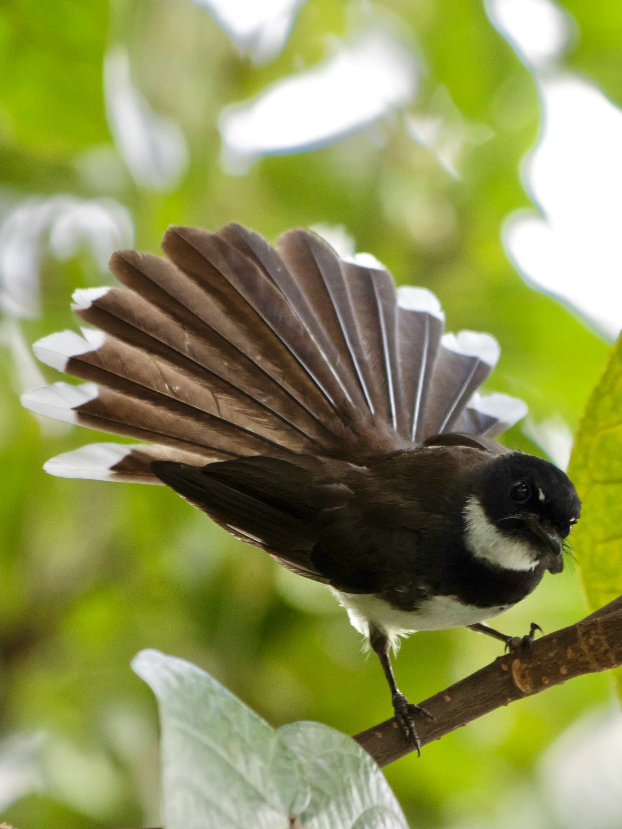 White-winged Fantail